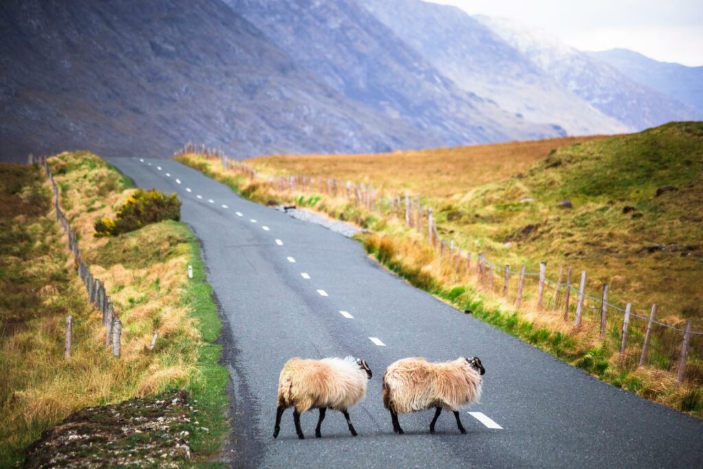 Sheep on a country road in ireland