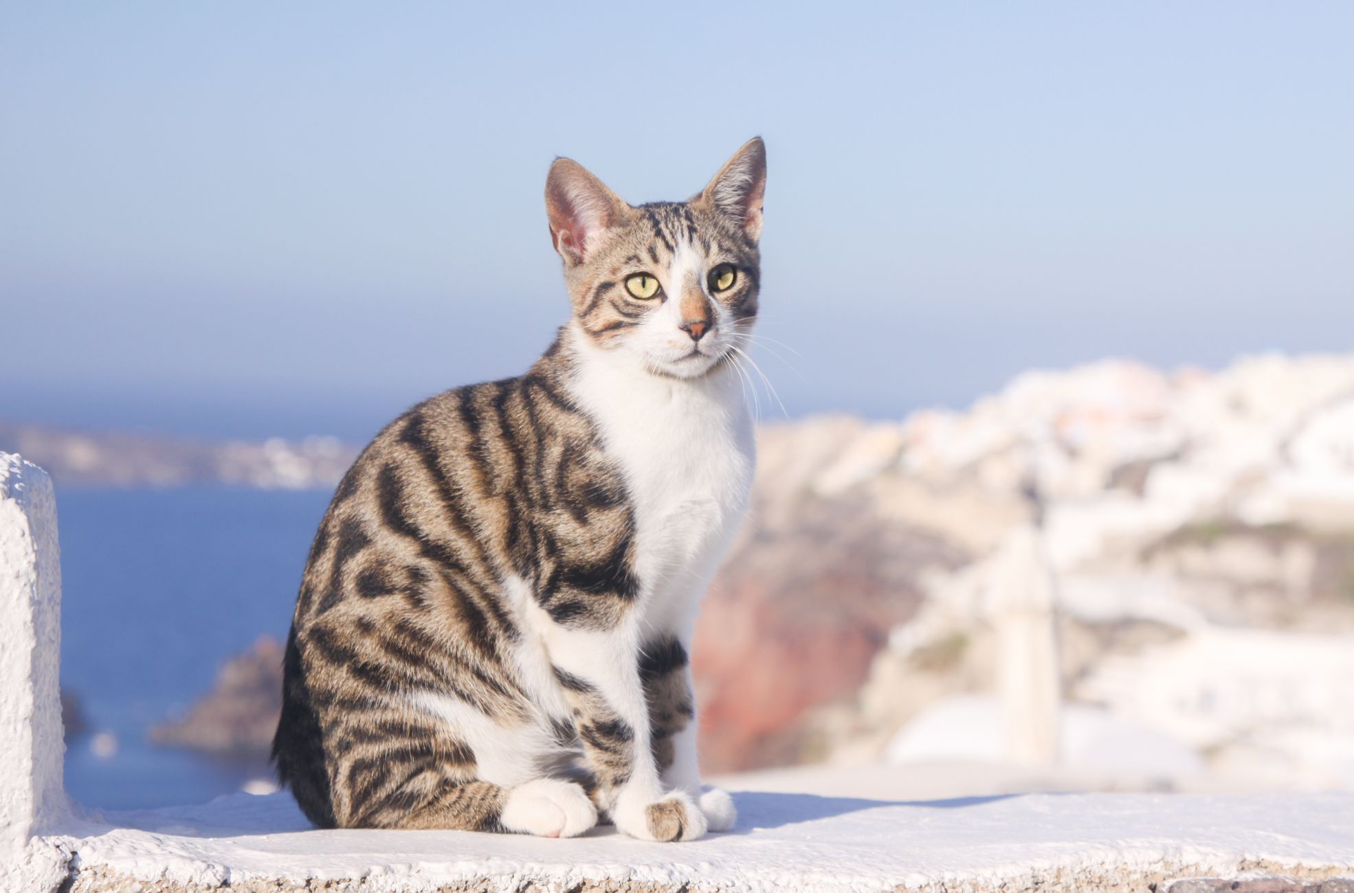 Pet Cat on Greek Wall Overlooking Ocean