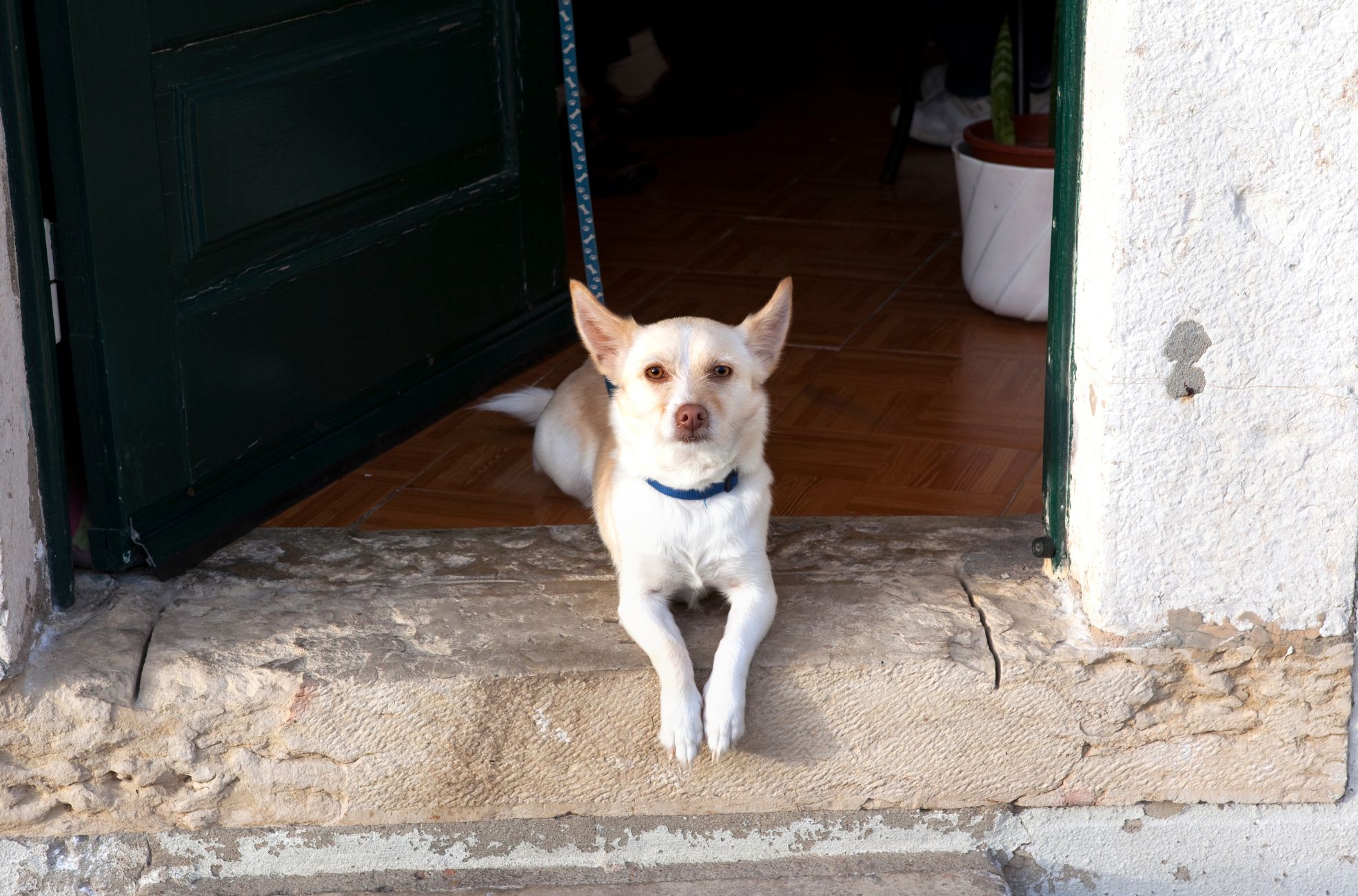 Dog In Doorway